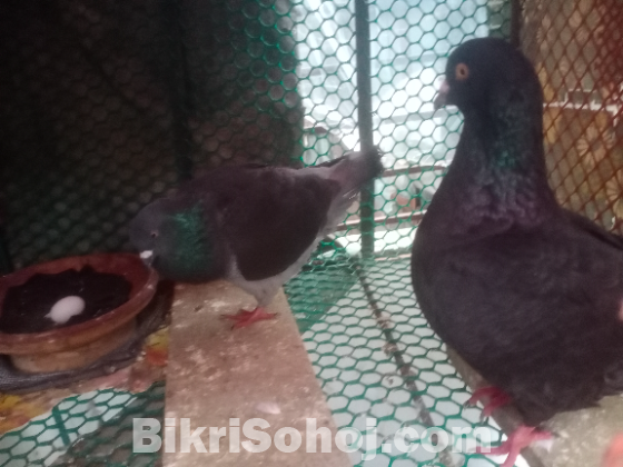 কিং কবুতর